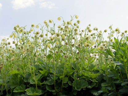 Geum rivale 'Album' - Marginal Pond Plants - MP039