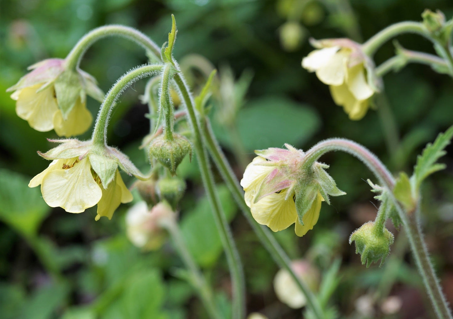 Geum rivale 'Album' - Marginal Pond Plants - MP039