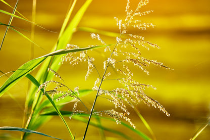 Glyceria maxima (Reed sweet grass) - Marginal Pond Plants - MP040