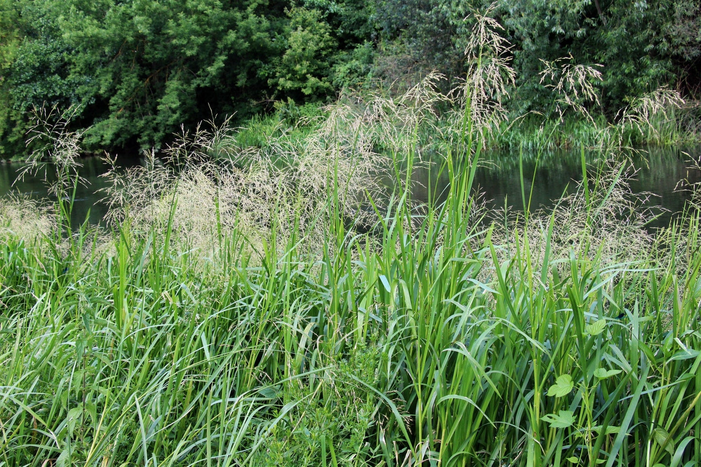 Glyceria maxima (Reed sweet grass) - Marginal Pond Plants - MP040