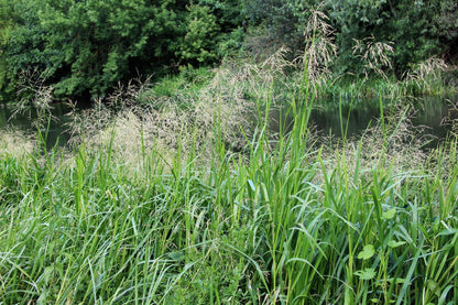 Glyceria maxima (Reed sweet grass) - Marginal Pond Plants - MP040