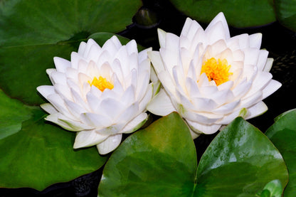Gonnere - Snowball Water Lily - Pond Plants - LW10