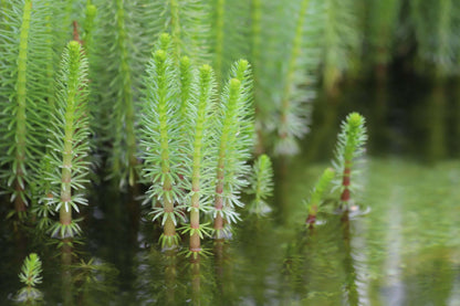 Hippuris vulgaris (Mare's tail) - Marginal Pond Plants  - Pond Plants - Water Plants - OX008