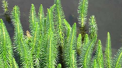 Hippuris vulgaris (Mare's tail) - Marginal Pond Plants  - Pond Plants - Water Plants - OX008
