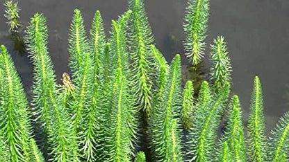 Hippuris vulgaris (Mare's tail) - Marginal Pond Plants  - Pond Plants - Water Plants - OX008