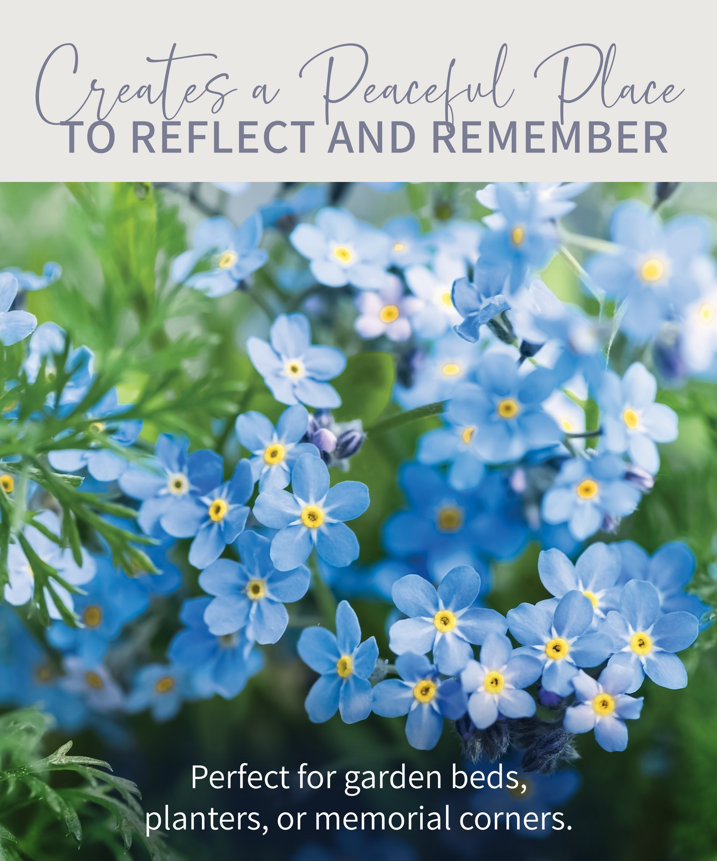 Memorial Star Plant Marker With Forget-Me-Not Seeds