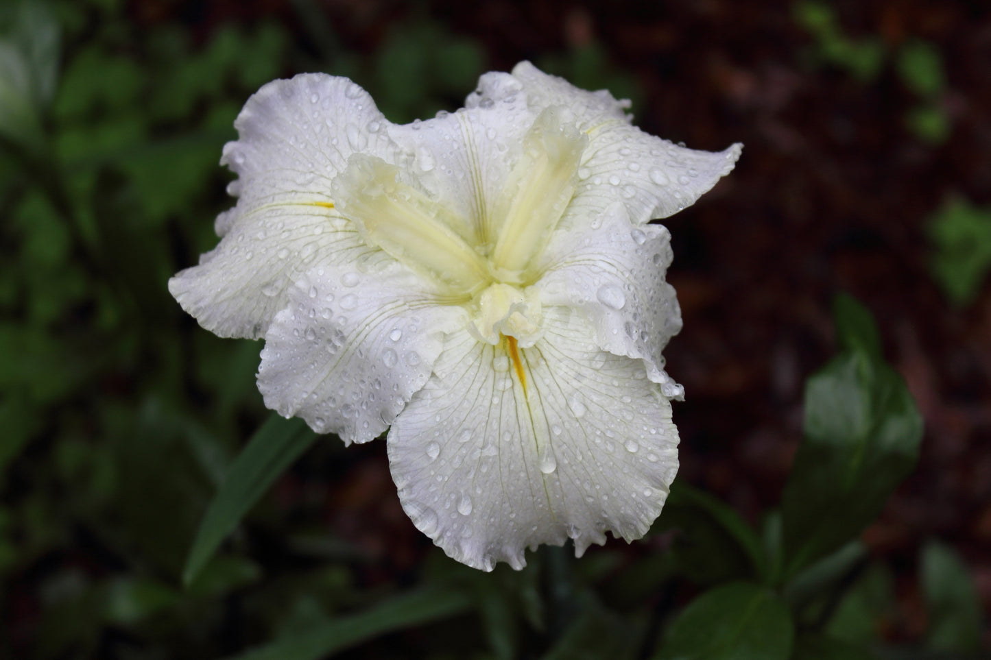 Iris louisiana 'Arabian Bayou' - Marginal Pond Plants - MP051