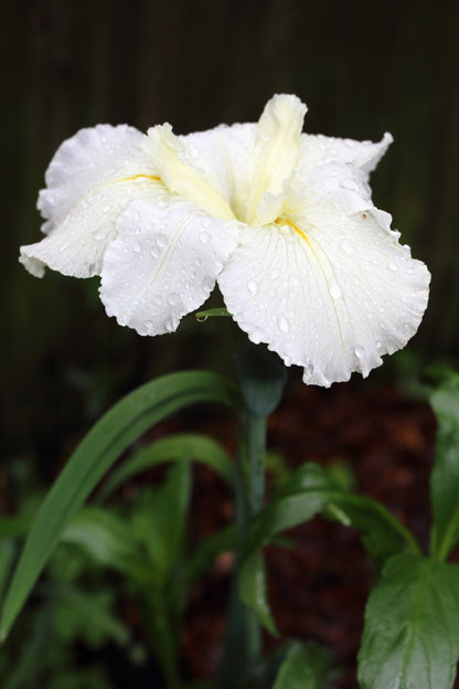 Iris louisiana 'Arabian Bayou' - Marginal Pond Plants - MP051