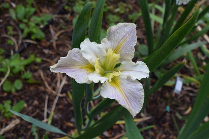 Iris louisiana 'Arabian Bayou' - Marginal Pond Plants - MP051