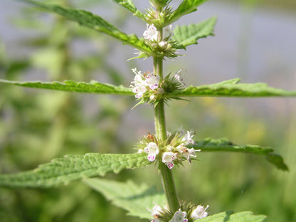 Lycopus europaeus (Gypsy wort) - Marginal Pond Plants - MP071