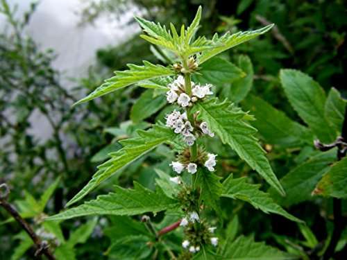 Lycopus europaeus (Gypsy wort) - Marginal Pond Plants - MP071