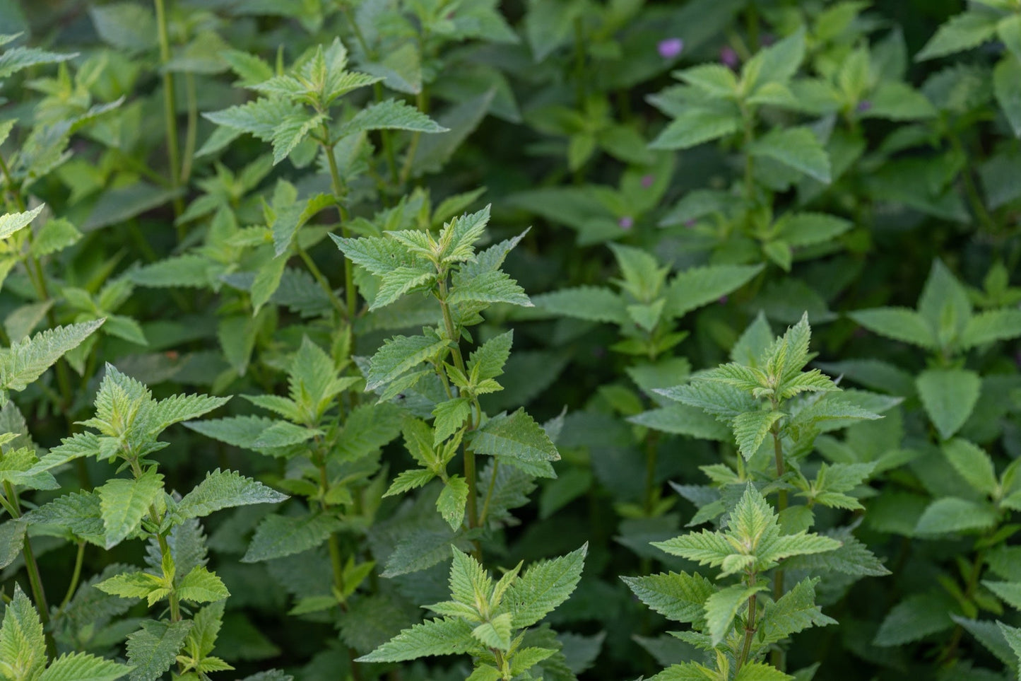 Lycopus europaeus (Gypsy wort) - Marginal Pond Plants - MP071