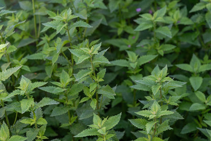 Lycopus europaeus (Gypsy wort) - Marginal Pond Plants - MP071