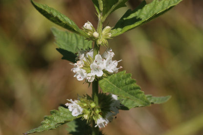 Lycopus europaeus (Gypsy wort) - Marginal Pond Plants - MP071