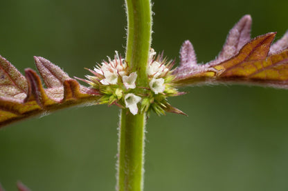 Lycopus europaeus (Gypsy wort) - Marginal Pond Plants - MP071