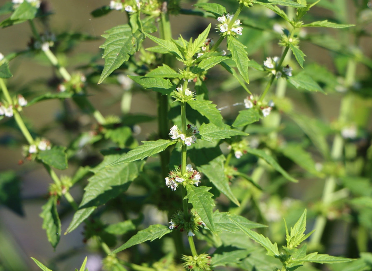 Lycopus europaeus (Gypsy wort) - Marginal Pond Plants - MP071