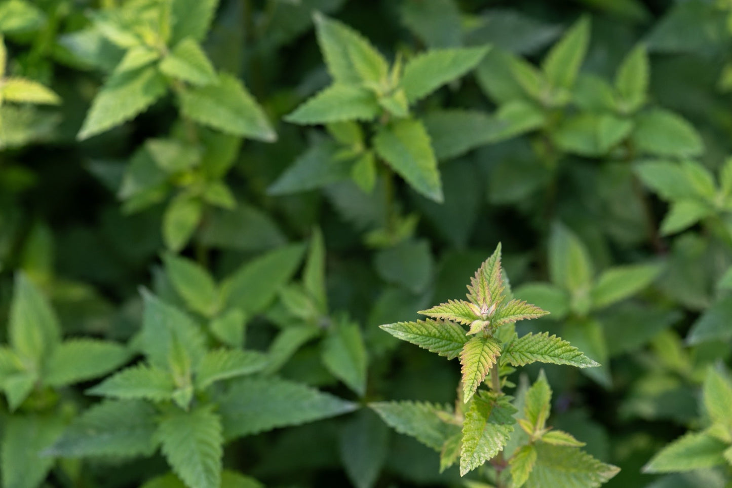 Lycopus europaeus (Gypsy wort) - Marginal Pond Plants - MP071