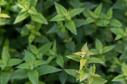 Lycopus europaeus (Gypsy wort) - Marginal Pond Plants - MP071