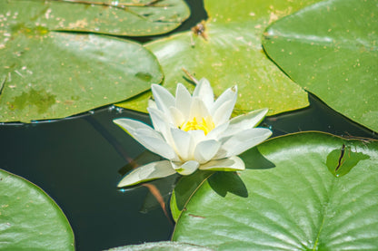Marliacea Albida Water Lily - Pond Plants - VLW07