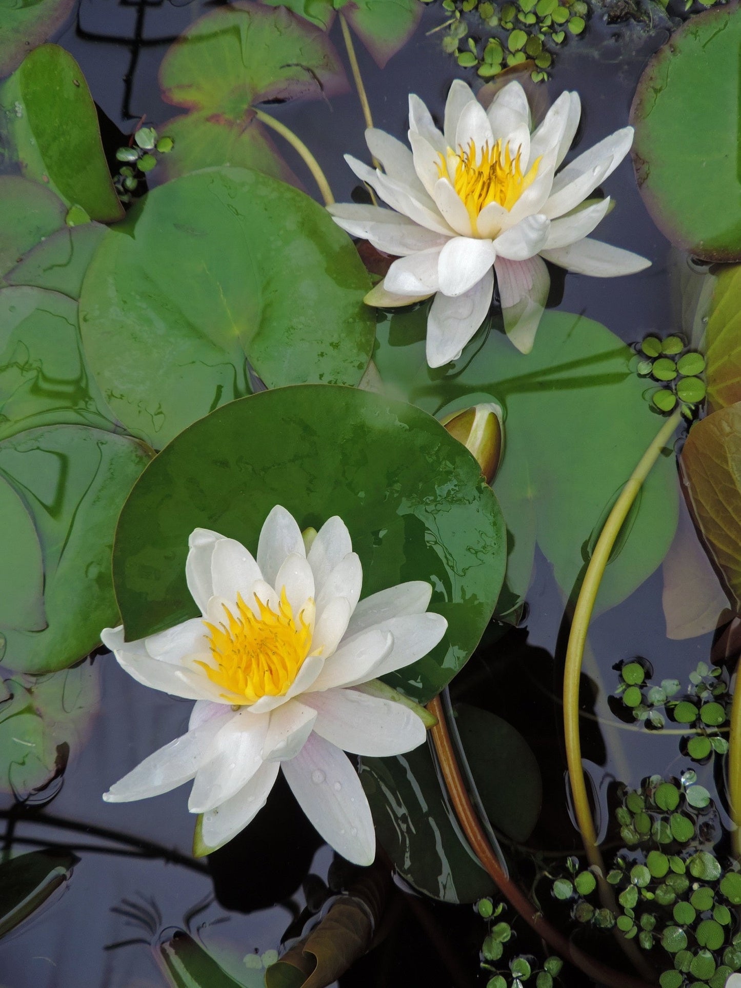 Marliacea Albida Water Lily - Pond Plants - VLW07