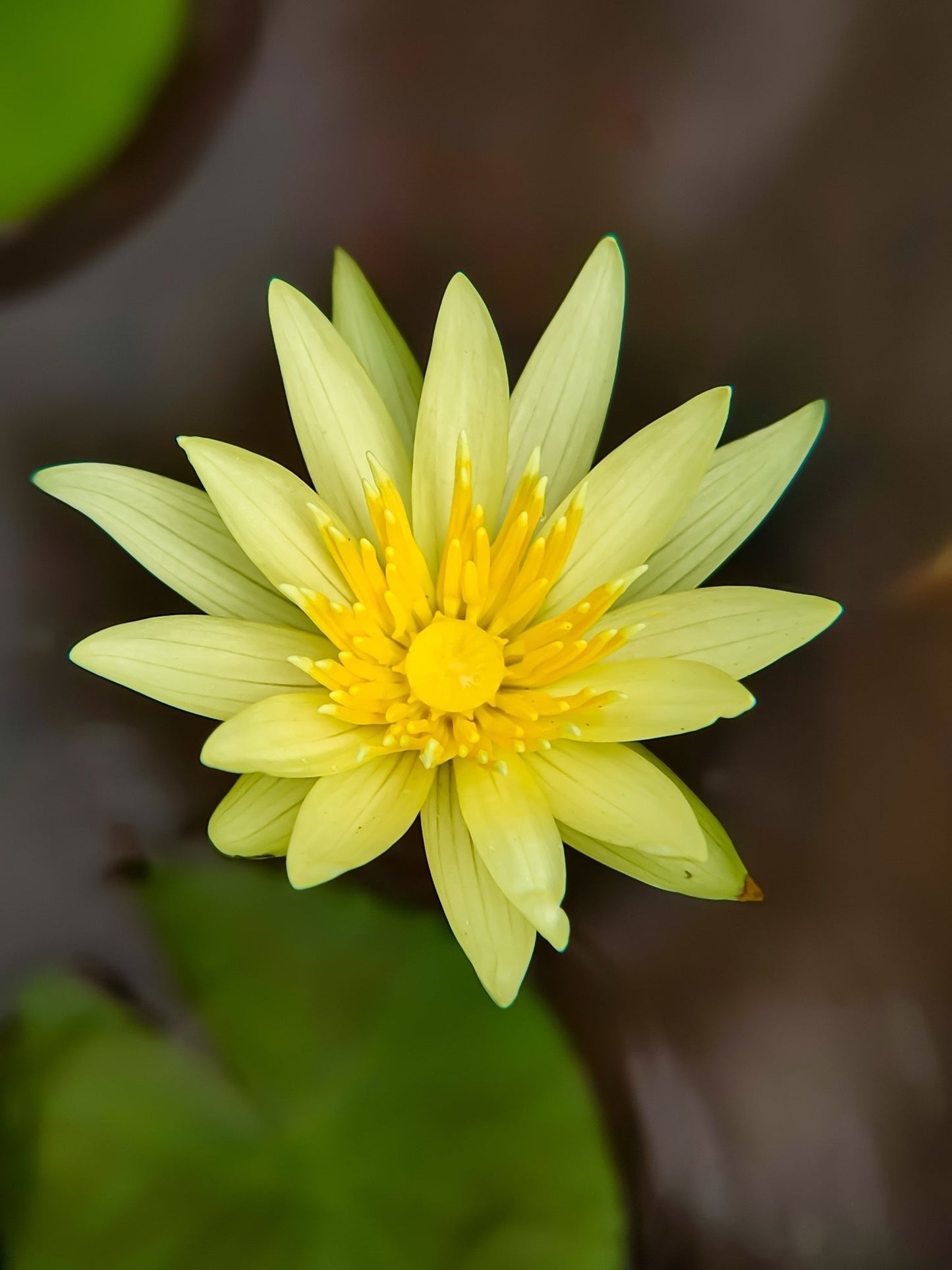 Mexicana (Sunrise) Water Lily - Pond Plants - LW17