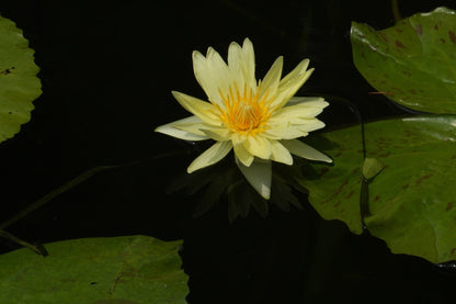 Mexicana (Sunrise) Water Lily - Pond Plants - LW17