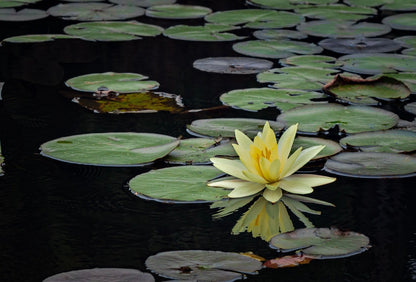 Mexicana (Sunrise) Water Lily - Pond Plants - LW17