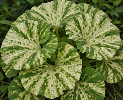 Petasites Japonicus Variegated - Marginal Pond Plants  - MP089C
