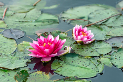 Pygmaea Rubra Water Lily - Pond Plants - DW10