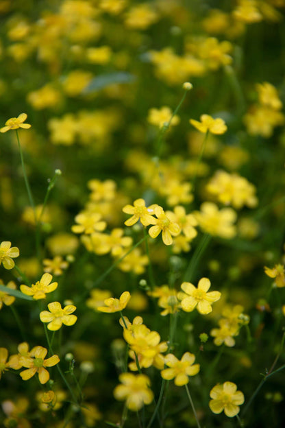 Ranunculus flammula (Lesser spearwort) - Marginal Pond Plants - MP099