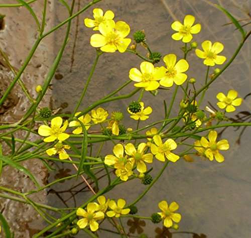 Ranunculus flammula (Lesser spearwort) - Marginal Pond Plants - MP099