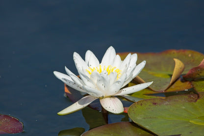 White Gladstoniana Water Lily - Pond Plants - VLW05