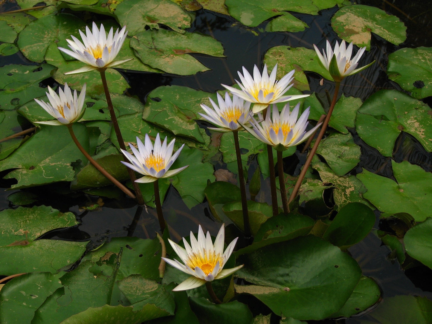 White Gladstoniana Water Lily - Pond Plants - VLW05