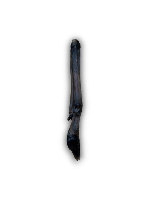 Anco Naturals Roe Deer Leg - North East Pet Shop Anco.
