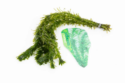 Egeria Densa - 1- 500 Bunches / Oxygenating Pond Water Plants/ weed - OX004