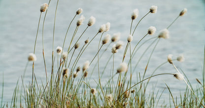 Eriophorum angustifolium (Cotton grass) - Marginal Pond Plants - MBP035