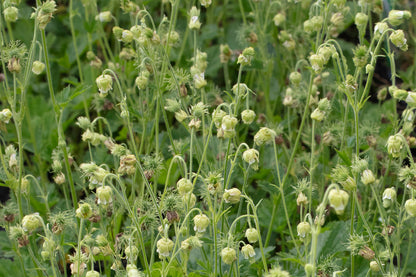 Geum rivale 'Album' - Marginal Pond Plants - MP039