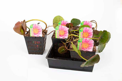 Pygmaea Rubra Water Lily - Pond Plants - DW10
