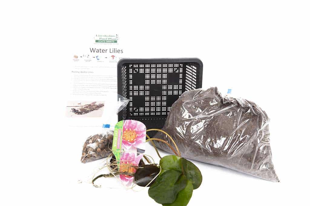 Marliacea Albida Water Lily - Pond Plants - VLW07