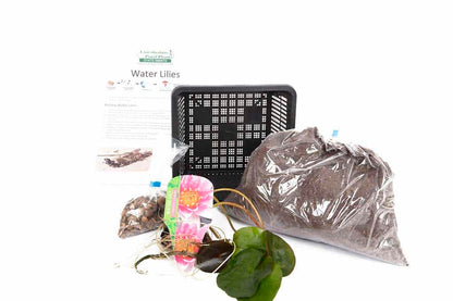 Marliacea Albida Water Lily - Pond Plants - VLW07