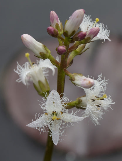 Menyanthes trifoliata (Bog bean) - Marginal Pond Plants - MP078