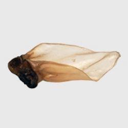 NAW Buffalo Ear & Meat Large, 50pcs - North East Pet Shop Naw