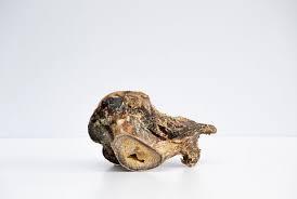 Ostrich Knuckle Large - North East Pet Shop Dog Shack UK