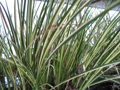 Acorus gramineus variegatus (Variegated) - Marginal Pond Plants - MP003