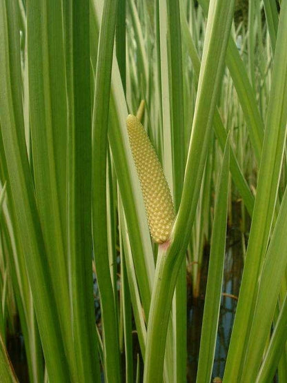 Acorus calamus (Sweet flag) - Marginal Pond Plants - MP001