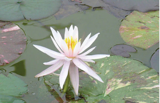 Arcenciel water lily - pond plants - LW01