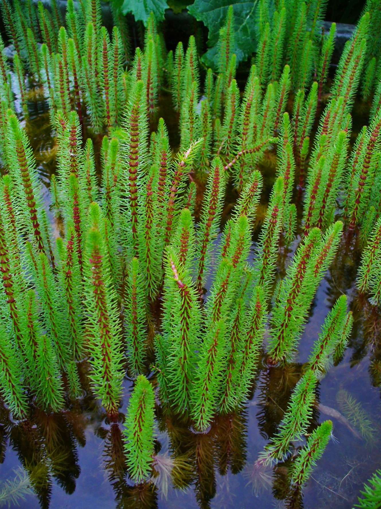 Hippuris vulgaris (Mare's tail) - Marginal Pond Plants  - Pond Plants - Water Plants - OX008