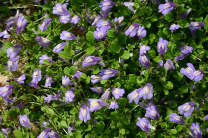 Mazus reptans (Chinese marshflower) - Marginal Pond Plants - BP081