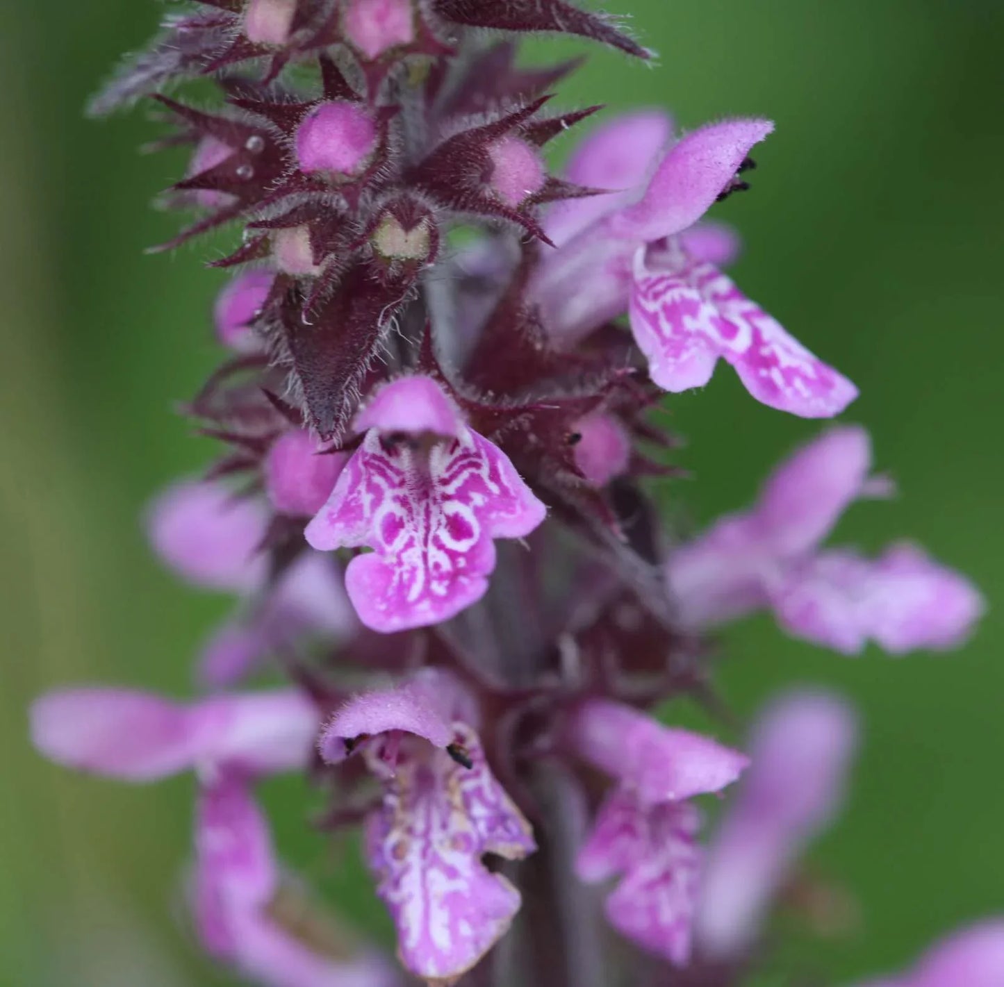 Lincolnshire Pond Plants dragonflies & damselflies Pack - DDPL01