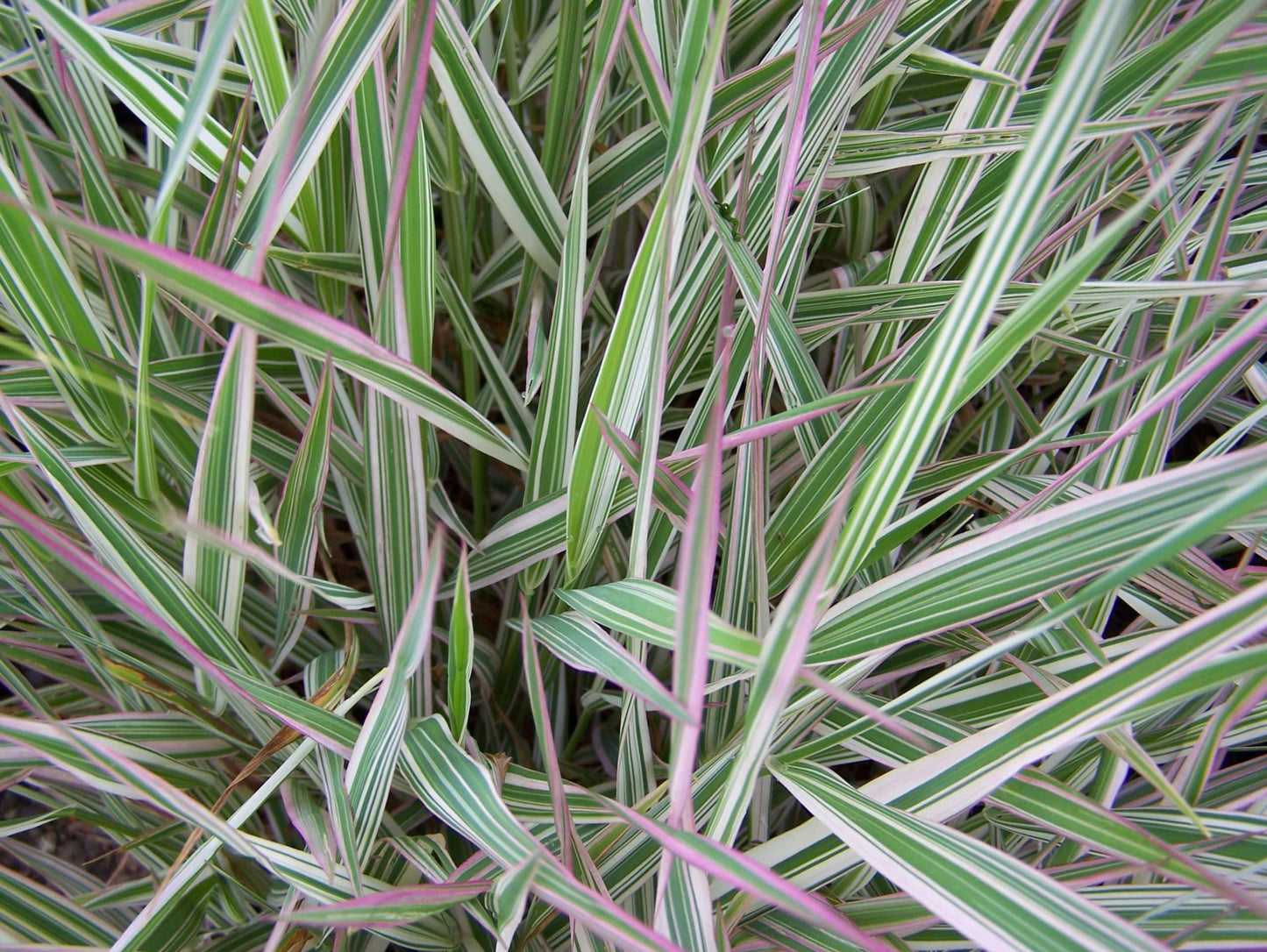 Phalaris arundinacea var picta (Gardener's garters) - Marginal Pond Plants - BP093